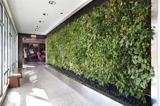 Indoor Plants & Green Walls